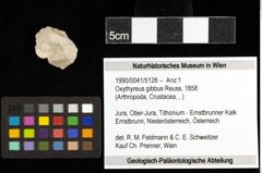 Foto (Objekt + Etiketten) von Oxythyreus gibbus (Reuss, 1858) 